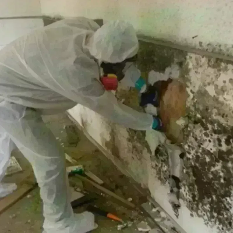 Mold Remediation and Removal in Bradley Beach, NJ